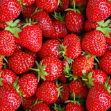 Bikecap Zadelhoes Strawberries 7116.5509